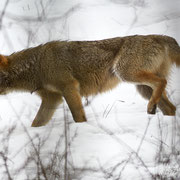 Lupo Appenninico - Parco Nazionale d'Abruzzo Lazio e Molise