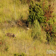 Lupo Appenninico - Appennino Modenese