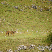Lupo Appenninico - Parco Nazionale d'Abruzzo Lazio e Molise