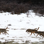 Lupo Appenninico - Parco Nazionale d'Abruzzo Lazio e Molise