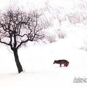 Lupo Appenninico - Appennino Modenese
