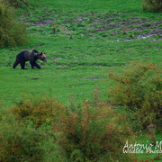 Orso Bruno Marsicano - Parco Nazionale d'Abruzzo Lazio e Molise