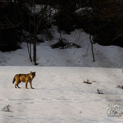 Lupo Appenninico - Parco Nazionale d'Abruzzo Lazio e Molise