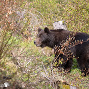 Orso bruno - Slovenia