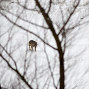 Lupo Appenninico - Parco Nazionale d'Abruzzo Lazio e Molise
