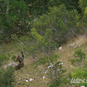 Orso Bruno Marsicano - Parco Nazionale d'Abruzzo Lazio e Molise