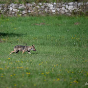 Lupo Appenninico - Parco Nazionale d'Abruzzo Lazio e Molise