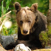 Orso bruno - Slovenia