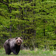 Orso bruno - Slovenia