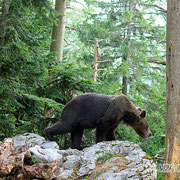 Orso bruno - Slovenia