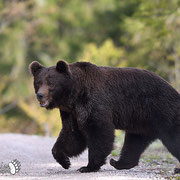 Orso bruno - Slovenia