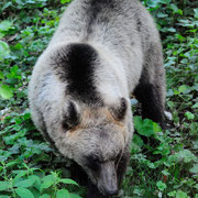 Orso Bruno Marsicano - Parco Nazionale d'Abruzzo Lazio e Molise