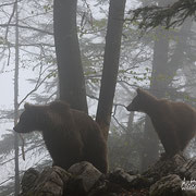 Orso bruno - Slovenia