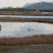 Lido del Sole- Olbia