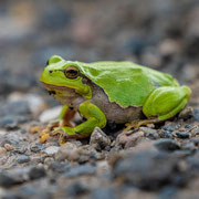 Europäischer Laubfrosch   Foto © Siegfried Klafschinski