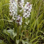 Fuchs' Knabenkraut (Dactylorhiza fuchsii)  ©Richard Weisser