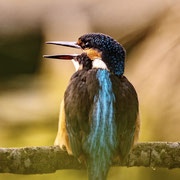Eisvogel Foto © Wolfgang Meyer