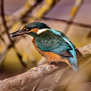 Eisvogel    Foto © Wolfgang Meyer