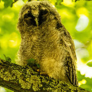 Junger Waldkauz  ©Wolfgang Meyer