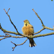 Ortolan   Foto © Paul Graf