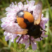 Nowickia Ferox.  Foto © Penny Meyer