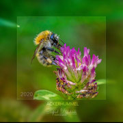 Ackerhummel   Foto © Siegfried Klafschinski