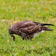 Mäusebussard  ©Wolfgang Meyer