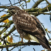 Mäusebussard  ©Wolfgang Meyer