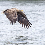 Seeadler  ©Herbert Nitsche