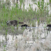 Waschbär   Foto © Pablo Baindl