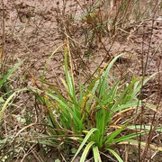Carex flava - Gelbsegge  ©Barbara Langer