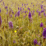 Breitblättrige Knabenkraut (Dactylorhiza majalis)  ©Richard Weisser