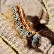 Ringelspinner   Foto © Penny Meyer