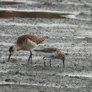 Kampfläufer und Alpenstrandläufer im Vordergrund    Foto © Paul Graf