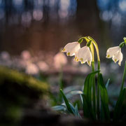 Der Märzenbecher Foto © Siegfried Klafschinski