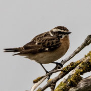 Braunkehlchen Foto © Wolfgang Meyer