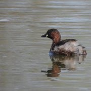 Zwergtaucher  Foto © Paul Graf