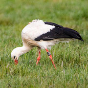 Ein besendeter Storch nahe Bad Windsheim   Foto © Wolfgang Meyer