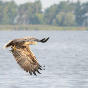 Seeadler  ©Herbert Nitsche