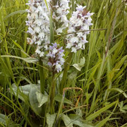 Orchidee Fuchs Knabennkraut   Foto © Richard Weisser