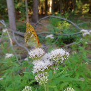 Gewöhnlicher Wasserdost mit Kaisermantel (Eupatorium cannabinum)  ©Margareta Loscher