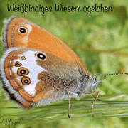 Weißbindiges Wiesenvögelchen Foto © Penny Meyer
