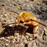 Großer Wollschweber.  Foto © Penny Meyer