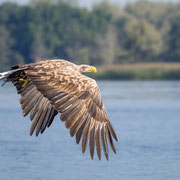Seeadler  ©Herbert Nitsche
