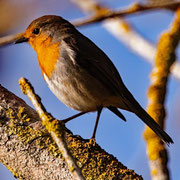 Rotkehlchen  ©Wolfgang Meyer