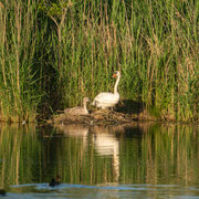 Schwan mit Junge im Nest     Foto © Siegfried Klafschinski