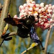 Holzbiene an Viburnumblüte  ©Ute Fleischmann