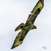 Mäusebussard    Foto © Wolfgang Meyer