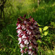 Orchidee Purpur-Knabenkraut     Foto © Margareta Loscher