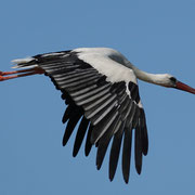 Weißstorch   © Margareta Loscher